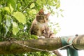 The cat plays on a children`s swing, on a wooden frame, scratches Royalty Free Stock Photo