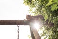 The cat plays on a children`s swing, on a wooden frame, scratches Royalty Free Stock Photo