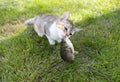 cat plays with the crucian fish sitting on the grass Royalty Free Stock Photo