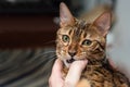 The cat plays with a man. The kitten bites his finger. Bengal Royalty Free Stock Photo