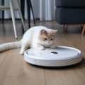 The cat plays with the robot vacuum cleaner, the cat jumped on the robot vacuum cleaner,