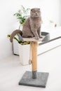 cat plays with a scratching post in the living room. Natural lighting. Royalty Free Stock Photo