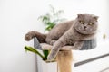 cat plays with a scratching post in the living room. Natural lighting. Royalty Free Stock Photo