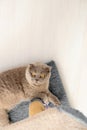 cat plays with a scratching post in the living room. Natural lighting. Royalty Free Stock Photo