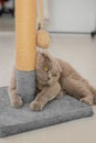 cat plays with a scratching post in the living room. Natural lighting. Royalty Free Stock Photo