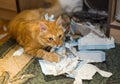 The cat plays with the torn sheets of the book