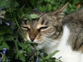 Cat pointing to Catnip Royalty Free Stock Photo