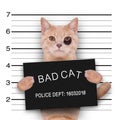 Cat police mugshot Royalty Free Stock Photo