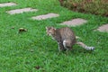 Cat pooping in the grass of garden