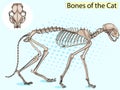 Cat Pop art skeleton veterinary raster, cat osteology, bones