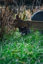 Cat popping out from under plank