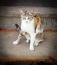 Cat on the porch near the house Royalty Free Stock Photo