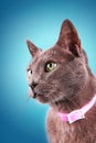 Cat portrait Royalty Free Stock Photo