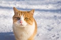 Cat portrait. Beautiful ginger cat in the snow in nature. copy space Royalty Free Stock Photo