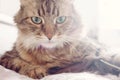 Cat portrait. Beautiful tabby cat lying on bed and seriously loo