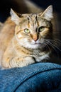 Cat portrait on bright background Royalty Free Stock Photo