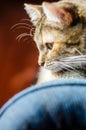 Cat portrait on bright background Royalty Free Stock Photo