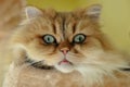 Cat face portrait, young persian Royalty Free Stock Photo