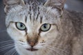 Cat portrait close up. Royalty Free Stock Photo