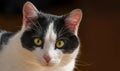 cat portrait close up in the detail Royalty Free Stock Photo