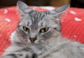 Cat portrait close up, only head crop, Curious angry playing cat Royalty Free Stock Photo