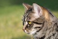 Cat portrait, close up of the head, green background Royalty Free Stock Photo