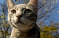 Cat portrait close up Royalty Free Stock Photo