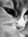 Cat portrait close up. Black and white photo. Cat face Royalty Free Stock Photo