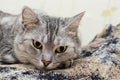 Cat portrait close up. Nice amazing grey cat close up.Cat having rest on bed Royalty Free Stock Photo