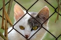 cat portrait defiant look eyes blurred background