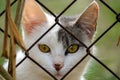 cat portrait defiant look eyes blurred background Royalty Free Stock Photo