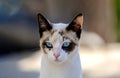 cat portrait defiant look blue eyes blurred background