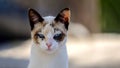 cat portrait defiant look blue eyes blurred background