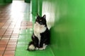 Cat portrait. Dirty homeless cat with big yellow eyes found shelter in a green corridor