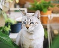 Cat portrait in garden Royalty Free Stock Photo