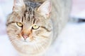 Cat portrait. Gray brown cat  with yellow eyes on light Royalty Free Stock Photo