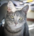 Cat portrait, grey tabby, green eyes.