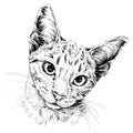 Cat portrait. Hand drawn illustration Royalty Free Stock Photo
