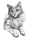 Cat portrait. Hand drawn illustration Royalty Free Stock Photo