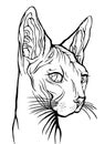 Cat portrait. Hand drawn illustration.Sphynx cat. Royalty Free Stock Photo