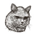 Cat portrait hand drawn sketch. Fluffy kitten vector illustration Royalty Free Stock Photo