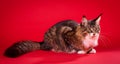 Cat portrait, Maine coon on red background.