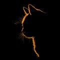 Cat portrait silhouette in contrast backlight. Vector. Illustration. Royalty Free Stock Photo