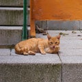 The cat portrait in the street