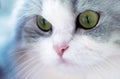 Beautiful cat portrait, green eyes Royalty Free Stock Photo