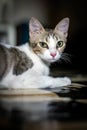 A cat portrait view is a type of photography that captures the face and expression of a cat in a close-up shot Royalty Free Stock Photo