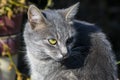 Cat Portre Closeup Royalty Free Stock Photo