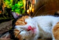 cat pose sleeping in the yard