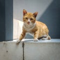 Cat Pose on the stairs Royalty Free Stock Photo