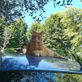 A photogenic cute cat with beautiful eyes poses on a car starring at the camera Royalty Free Stock Photo